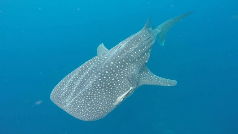 Whaleshark14 768x432
